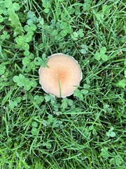 Russula amoenolens