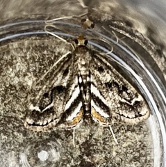Parapoynx obscuralis