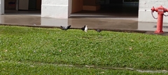 Columba livia domestica