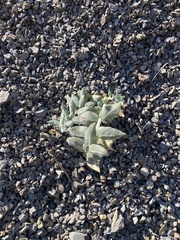 Asclepias