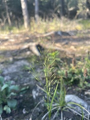 Panicum flexile