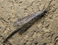 Brachynemurini
