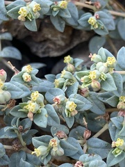 Euphorbia ocellata ocellata