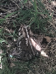 Anaxyrus americanus