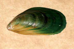 Perna canaliculus