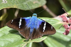 Astraptes fulgerator