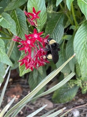 Bombus pensylvanicus