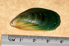 Perna canaliculus