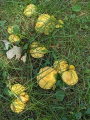 Suillus americanus