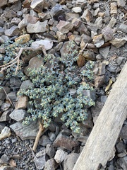 Euphorbia ocellata ocellata