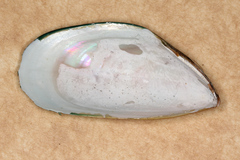 Perna canaliculus