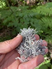 Pseudevernia consocians