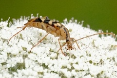 Strangalia luteicornis