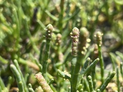 Salicornia