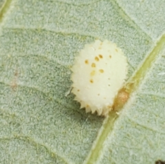 Acraspis quercushirta