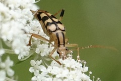 Strangalia luteicornis