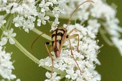 Strangalia luteicornis