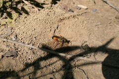Sphex ichneumoneus
