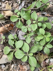 Polygaloides paucifolia