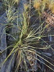 Leymus mollis