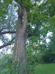 Celtis occidentalis