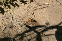 Sphex ichneumoneus