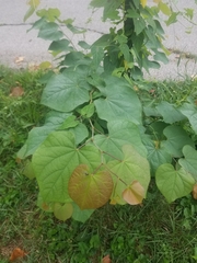 Cercis canadensis canadensis