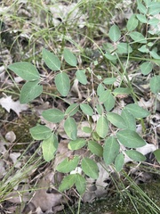 Symphoricarpos albus