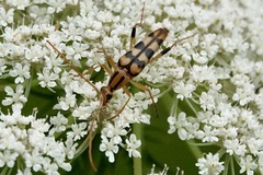 Strangalia luteicornis