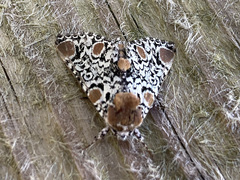 Harrisimemna trisignata