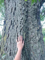 Celtis occidentalis