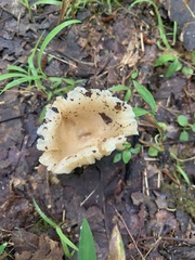 Sebacina sparassoidea