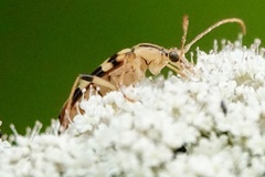 Strangalia luteicornis