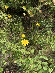 Tragopogon pratensis