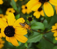 Chauliognathus pensylvanicus