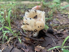 Sebacina sparassoidea