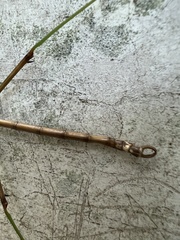 Diapheromera femorata