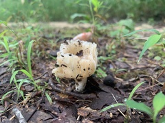 Sebacina sparassoidea