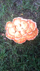 Laetiporus cincinnatus