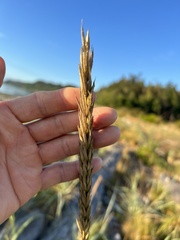 Leymus mollis