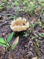 Sebacina sparassoidea