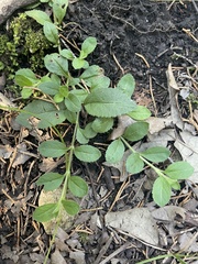 Veronica officinalis