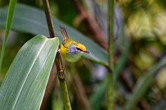 Phyllergates cucullatus