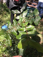 Alectryon tomentosus