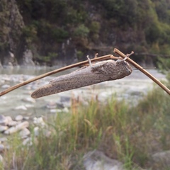 Anacridium aegyptium