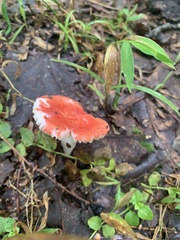Russula