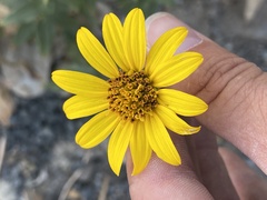 Helianthus gracilentus