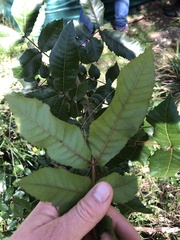 Alectryon tomentosus