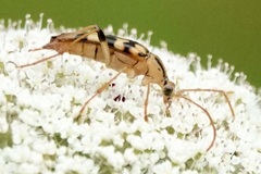 Strangalia luteicornis