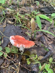 Russula